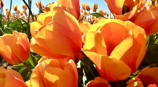 Flourishing yellow tulips in Holland. Jamie Tudor@Unsplash