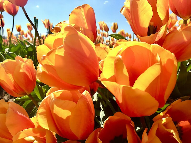 Flourishing yellow tulips in Holland. Jamie Tudor@Unsplash