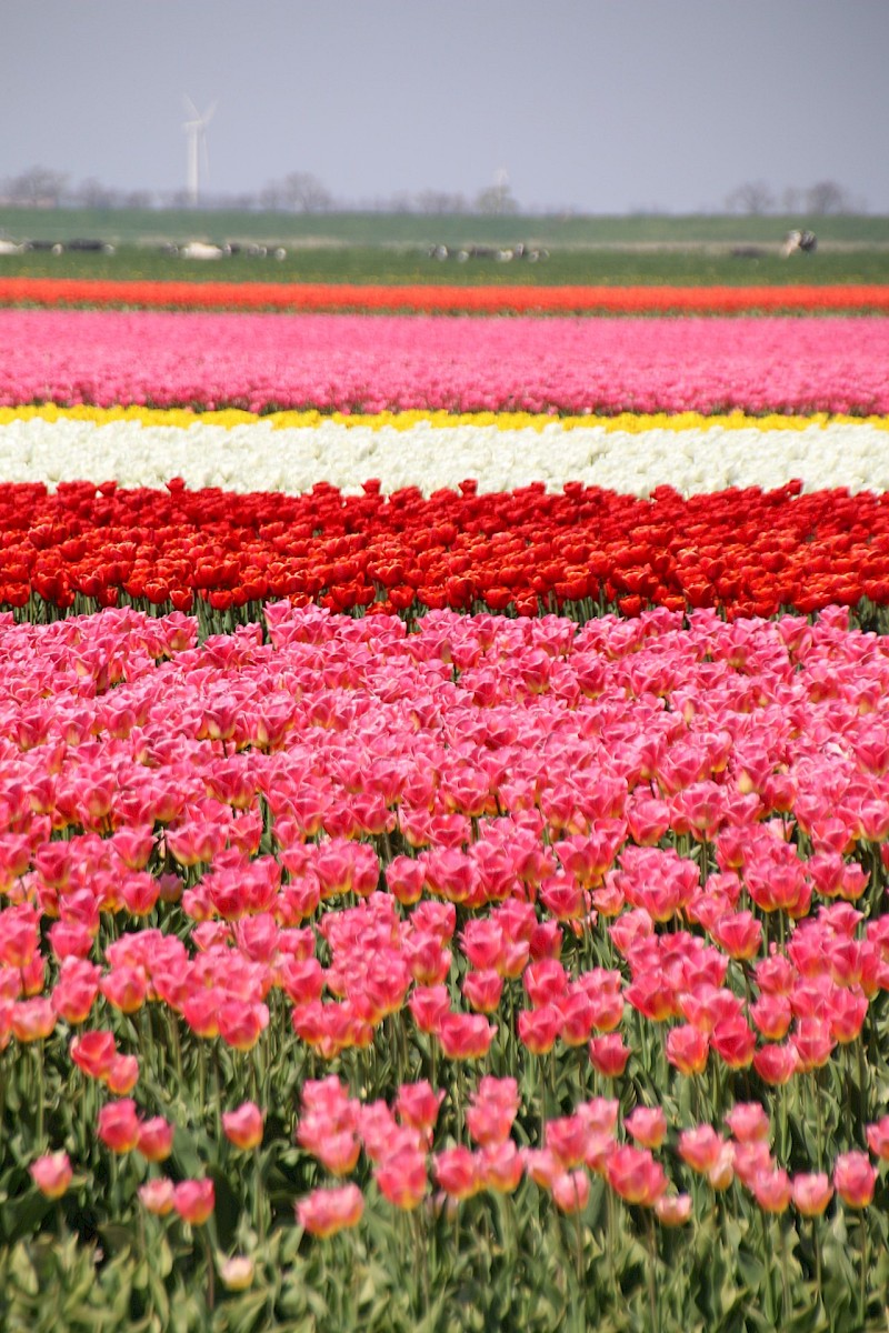Tulip fields in Holland. Photo by Veerle Contant on Unsplash