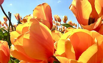Blue sky above yellow tulips, Holland. Jamie Tudor@Unsplash