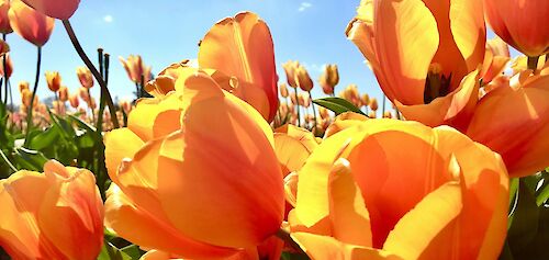 Blue sky above yellow tulips, Holland. Jamie Tudor@Unsplash