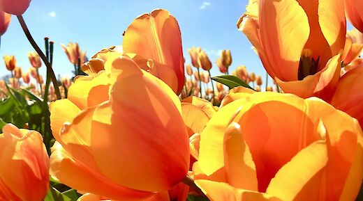 Blue sky above yellow tulips, Holland. Jamie Tudor@Unsplash