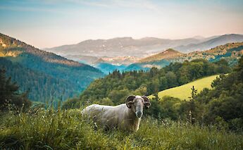 Sheep in the hills near San Sebastian, Spain. Unsplash:Getty Images