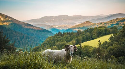 Sheep in the hills near San Sebastian, Spain. Unsplash:Getty Images