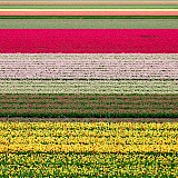 Tulip fields in Holland! Marnee Wohlfert@Unsplash