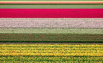 Tulip fields in Holland! Marnee Wohlfert@Unsplash