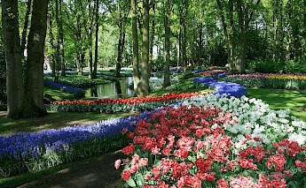 Tulips at Keukenhof, South Holland, the Netherlands. CC:Luu
