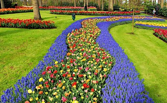 Tulips at Keukenhof, South Holland, the Netherlands. Boudewijn Huysmans@Unsplash