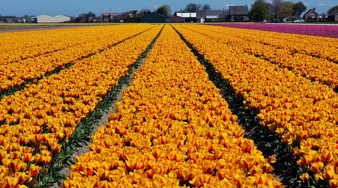Tulip fields in the Spring in Holland. Pug Girl@Flickr
