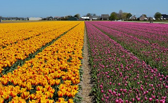 Tulip fields in Holland! Pug Girl@Flickr