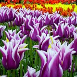 Tulips at Keukenhof, South Holland, the Netherlands. CC:Anonimous