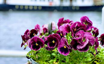 Holland's Famous Tulip Fields Bike & Barge Tour