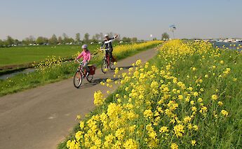 Holland's Famous Tulip Fields Bike & Barge Tour