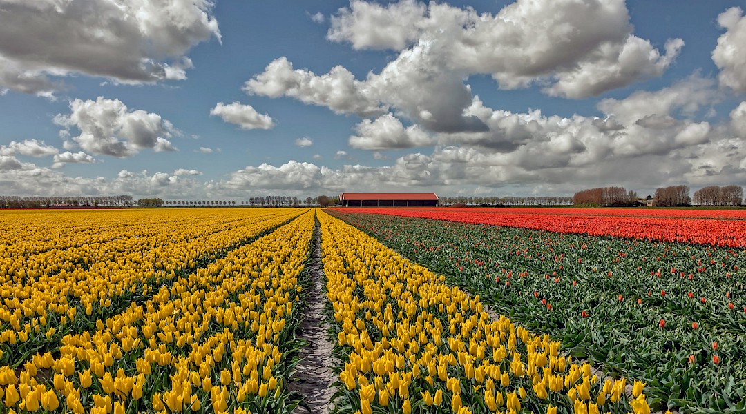 Colorful tulip fields in South Holland