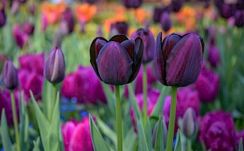 Tulips! Jocelyn Erskine-Kellie@Flickr