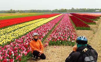 Cycling the Tulip Tour between Amsterdam and Bruges!