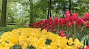 Tulip Tour between Amsterdam and Bruges