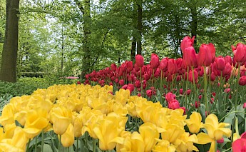 Keukenhof tulips! Yogen Dranegi@Unsplash