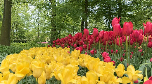 10 night  guided bike and boat tour in Holland  aboard Merlijn or Iris