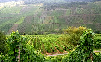 Vineyards along the Mosel & Saar River Valley. Megan Cole@Flickr