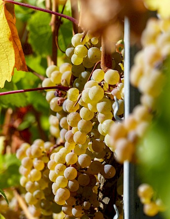 Riesling grapes dominate this region. LucaJ@Unsplash