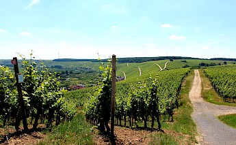 Biking around Volkach, Germany. Dirk Houstoun@Unsplash