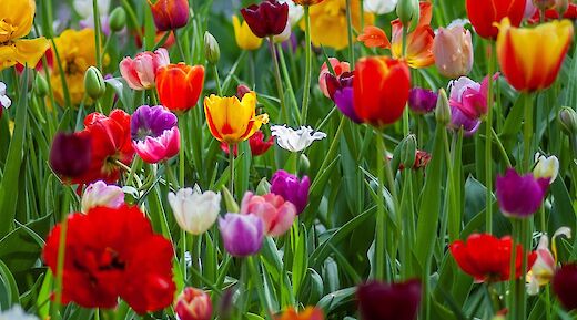 Flower fields. Yokselzok@Unsplash