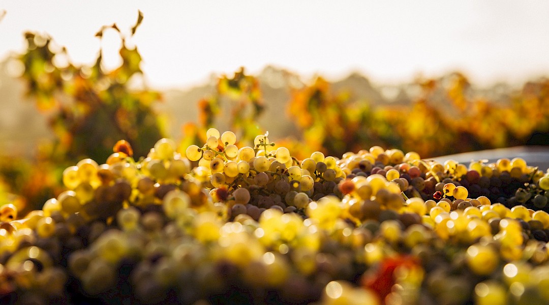 Germany is known for its Rieslings. Thomas Schaefer@Unsplash