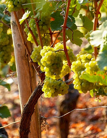 Hillside vineyards dot Germany. LucaJ@Unsplash