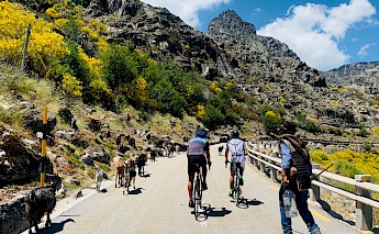 Cyclists ride on a road through a mountainous landscape with goats and an individual walking nearby.