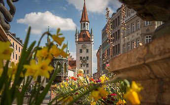 Marienplatz captured through yellow flowers, Munich, Germany. Matthias Schroder@Unsplash