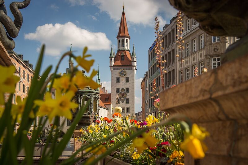 Marienplatz captured through yellow flowers, Munich, Germany. Matthias Schroder@Unsplash