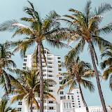 Palm trees, Miami. Unsplash:Kian Lem