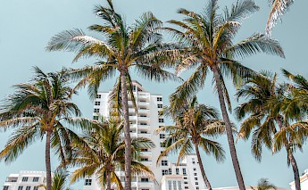 Palm trees, Miami. Unsplash:Kian Lem