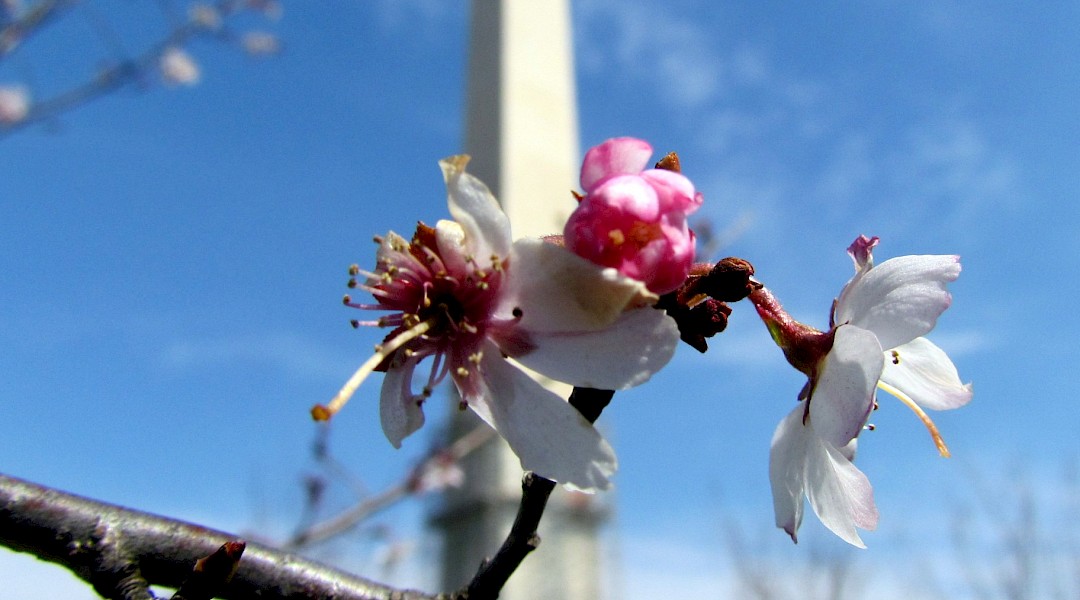 Washington Monument in full spring. Flickr:Bobistraveling