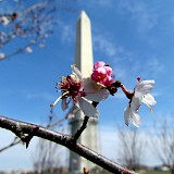 Washington Monument in full spring. Flickr:Bobistraveling