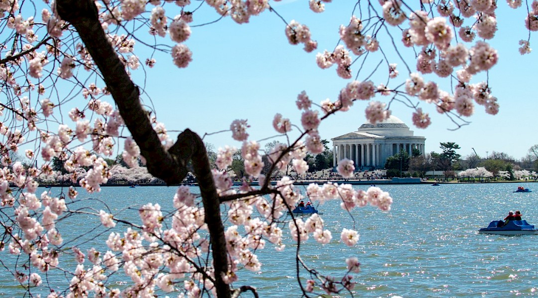 Jefferson Memorial in the time of cherry blossom. Flickr:mo1299