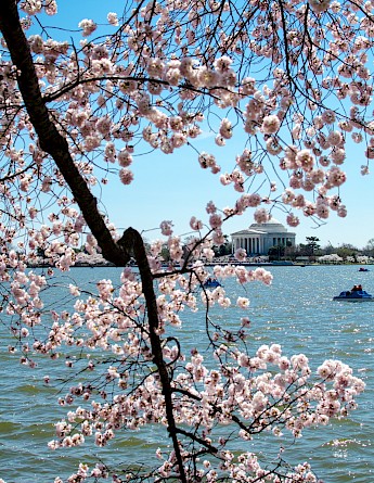 Jefferson Memorial in the time of cherry blossom. Flickr:mo1299