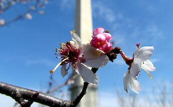 Washington Monument captured through a cherry tree blossom, DC. Flickr:bobistraveling