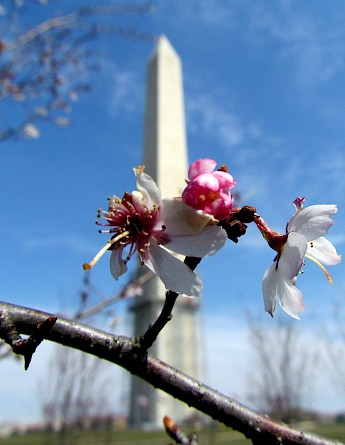 Washington Monument captured through a cherry tree blossom, DC. Flickr:bobistraveling