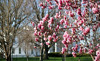 Blossoms by the White House, Washington DC. Flickr:Joe Flood