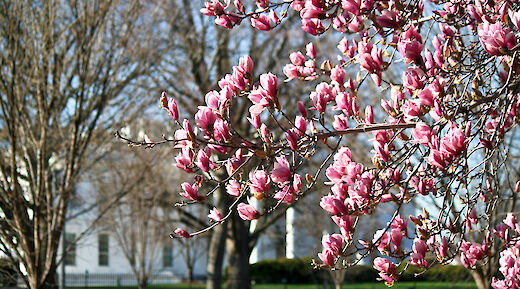 Blossoms by the White House, Washington DC. Flickr:Joe Flood