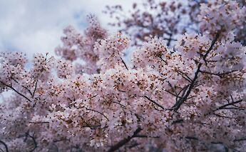 Cherry Blossoms, Washington DC. Unsplash: Himmel S.