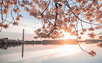 Washington Memorial through the Cherry Blossoms, Washington DC. Unsplash: Jeffrey Clayton