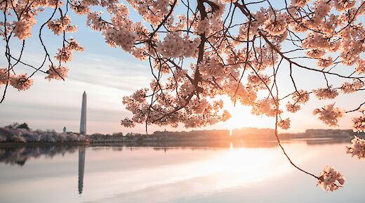 Washington Memorial through the Cherry Blossoms, Washington DC. Unsplash: Jeffrey Clayton