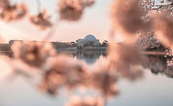 Jefferson Memorial through the Cherry Blossoms, Washington DC. Unsplash: Jeffrey Clayton