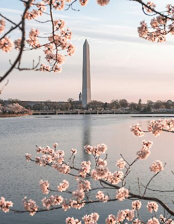 Washington Monument with Tidal Basin and Cherry Blossoms, Washington DC, USA. Unsplash: Jeffrey Clayton