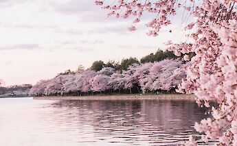 Cherry Blossoms Along the Water, Washington DC. Unsplash: Mark Tegethoff
