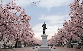 Blooming Cherry Blossoms, Washington DC. Unsplash: Tessa Rampersad