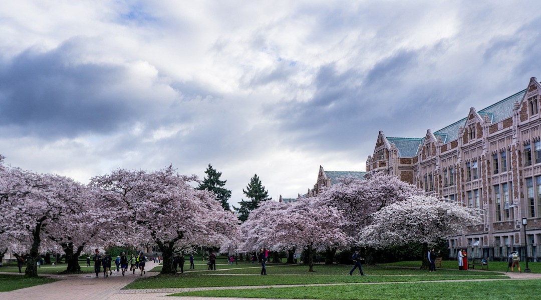 Splendour blossom in the Washington DC University courtyard. Flickr:Steve Gin